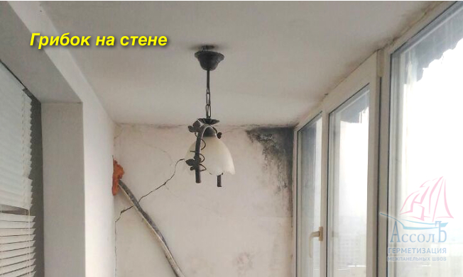 Причины появления плесени на стенах в квартире и методы её устранения